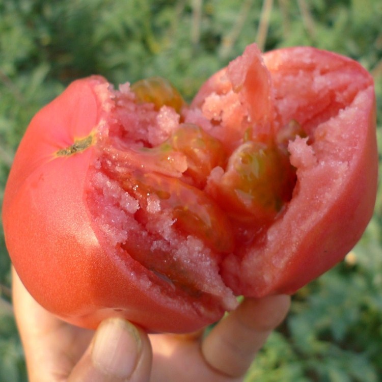 大西红柿  500g