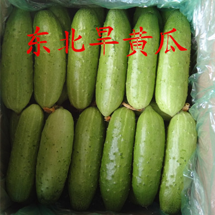 农家肥  旱黄瓜  500g